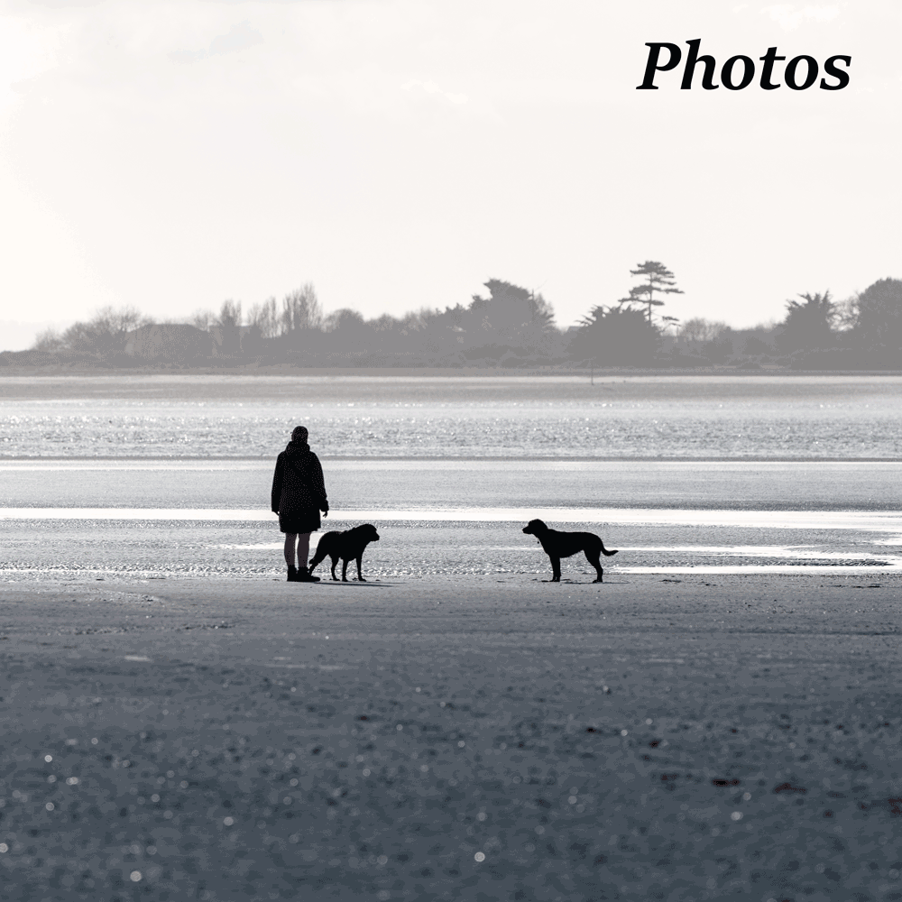 Dogs on beach.