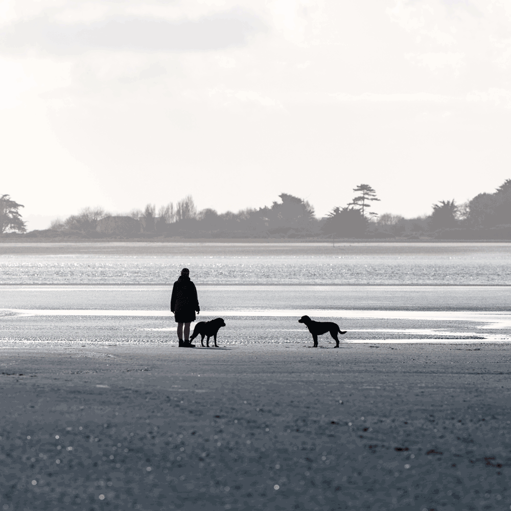 Dogs on beach
