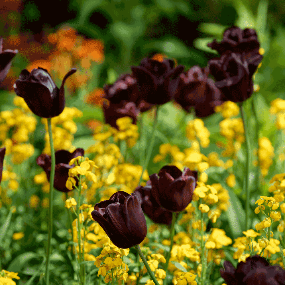 Tulips in Royal park