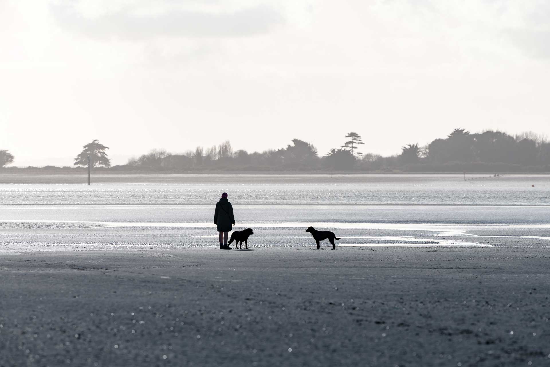 Two dogs looking at each other on a sandy beach at low tide.