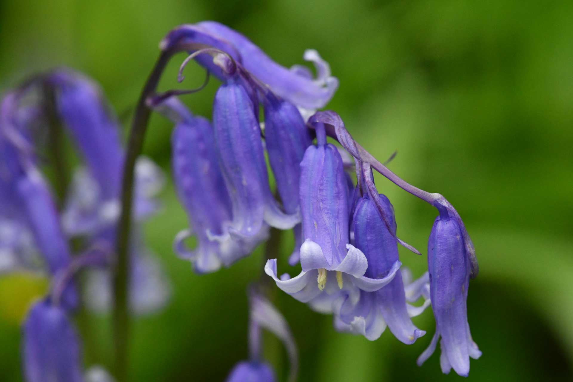 Close-up picture of Bluebells