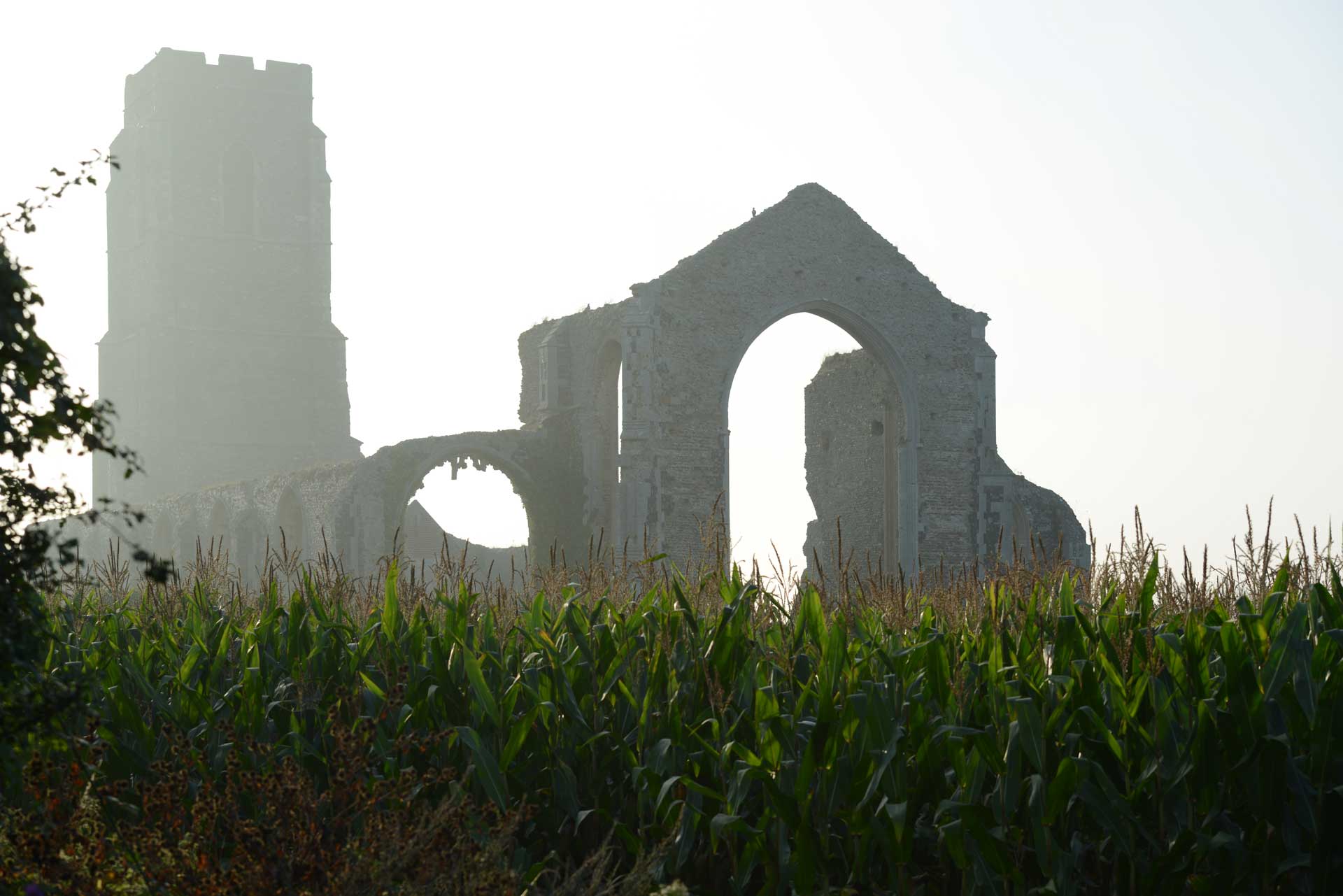 Ruined church in mist, surrounded by a crop of sweet-corn.